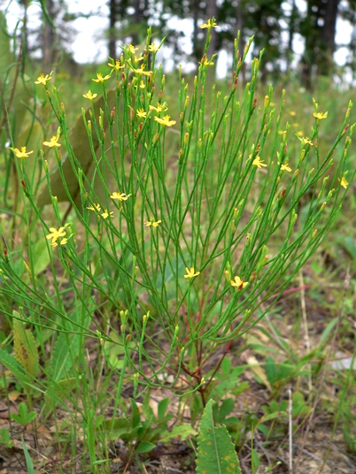 {Hypericum gentianoides}